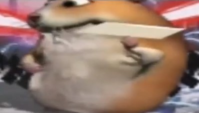 Create Meme Hamster Flexit Under Funk Hamster From Tiktok Hamster Wild Pictures Meme Arsenal Com