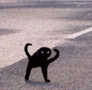 Create meme: the cat is black, black cat, joy, Shuka black cat meme