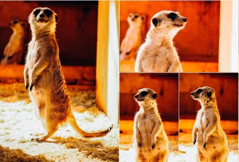 Create meme: meerkat , meerkat animal, meerkats 