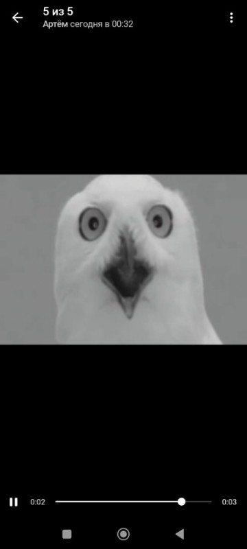 Create meme: animals birds, bird owl , surprised owl