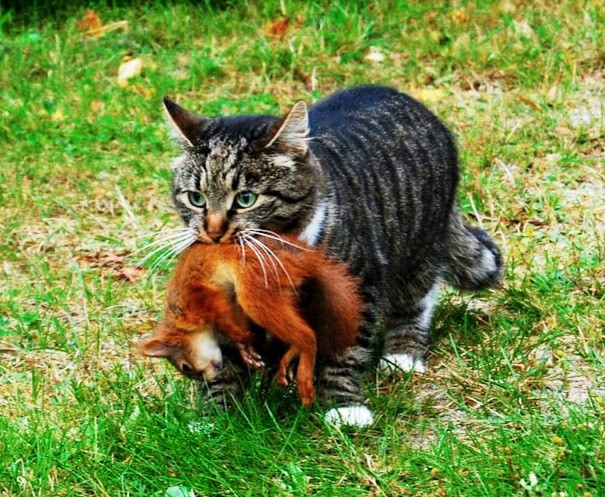 Create meme "photos fighting cats, cat with prey, the cat and the cat.