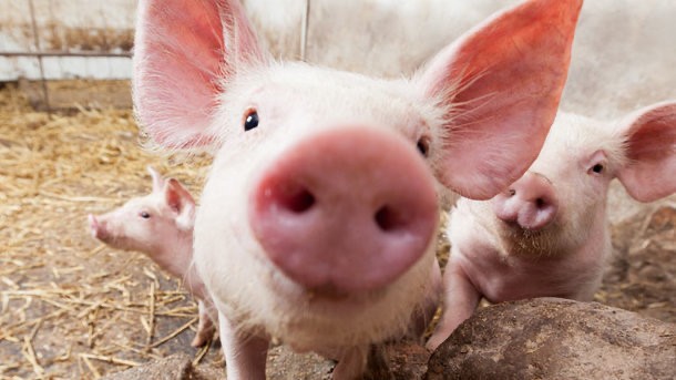 Create meme: piglets, pink piglets, African swine fever 