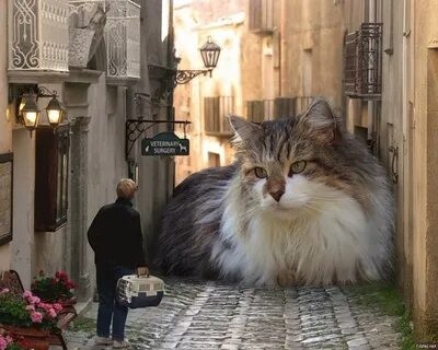 Создать мем: кошки, кот, кошки в венеции