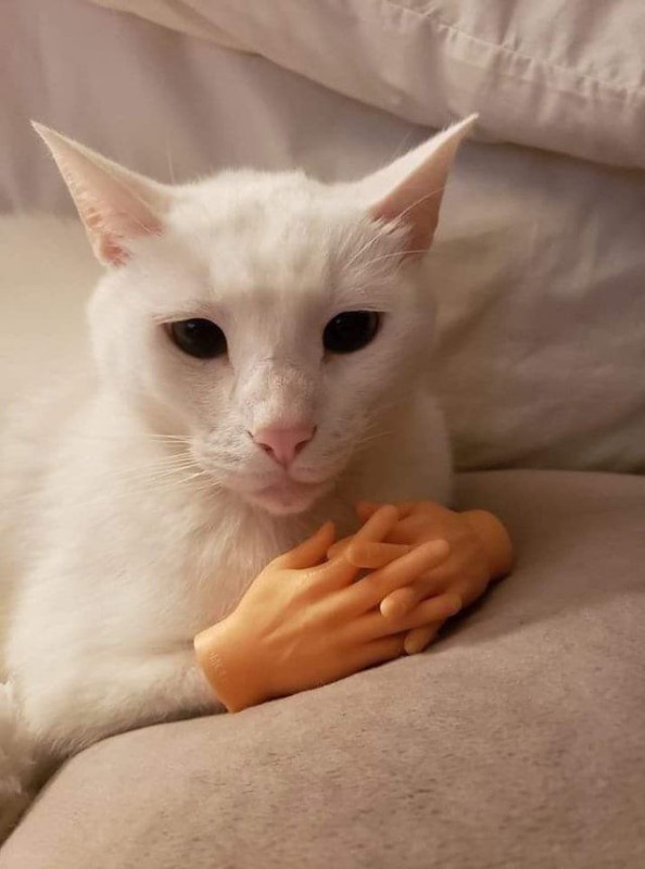 Создать мем: кошки альбиносы, кошка, кошечка