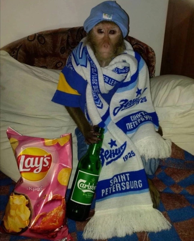 Create meme: capuchin monkey domestic, drunk monkey, monkey 