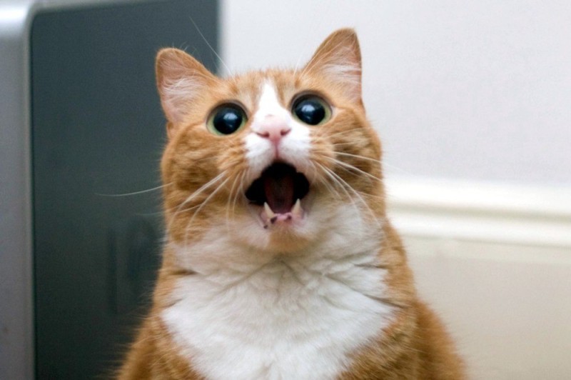 Создать мем: кот, удивленный рыжий кот, кошка в шоке