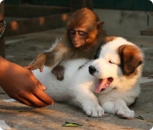 Создать мем: обезьянка и щенок, обезьяна и собака, дружба человека и животного