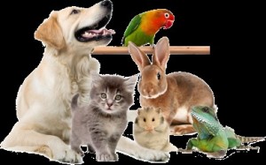 Create meme: house favorites, animals, Pets