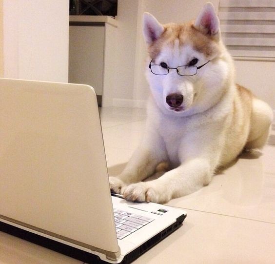 Create meme: the dog at the computer, dog husky, husky at the computer