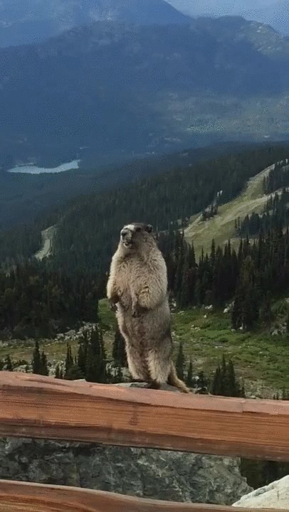 Create meme: screaming gopher in the mountains, a gopher screams in the mountains, a groundhog screams in the mountains