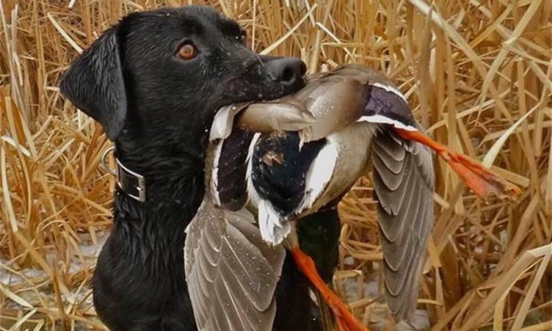 Create meme: hunting dog, duck hunting dogs, dog for hunting