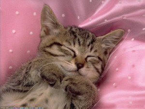 Create meme: cat, good night, sweet dreams kitten pictures