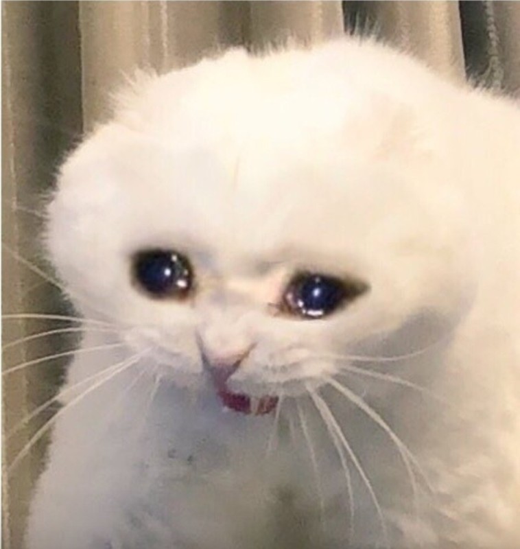 Create meme: crying cat, the cat is crying meme, weeping cats