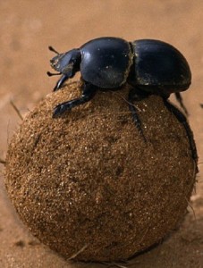 Create meme: beetle 5 letters, beetles living in dung, elephants and dung beetles