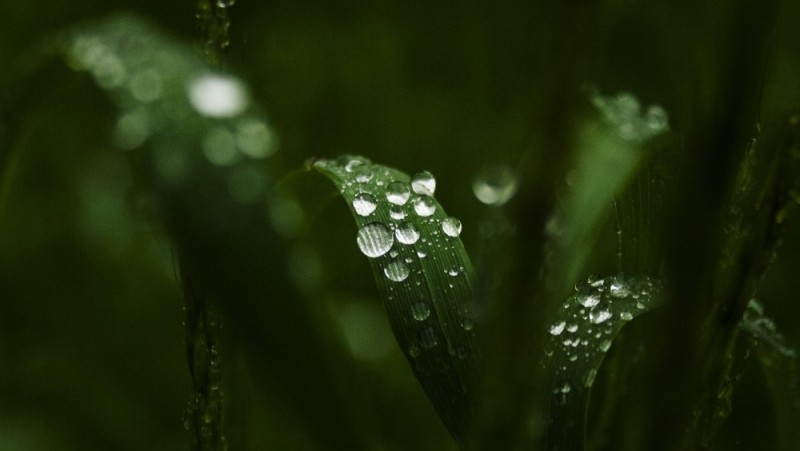 Create meme: dew drops on the grass, macro drops, a dewdrop