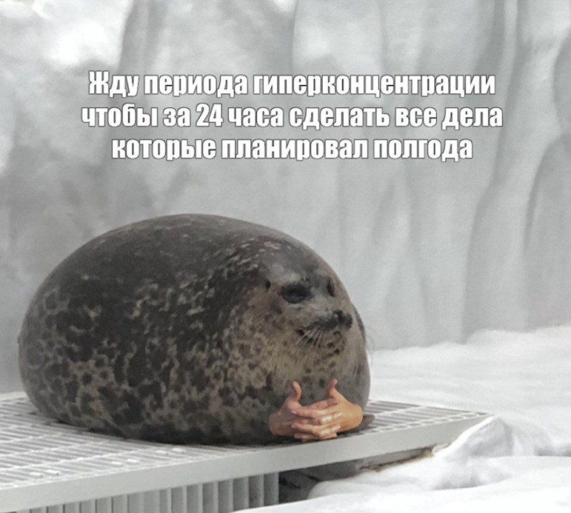 Создать мем: нерпа, тюлень ждет, кольчатая нерпа юки