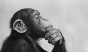 Create meme: chimpanzees, "skunk APE", monkey