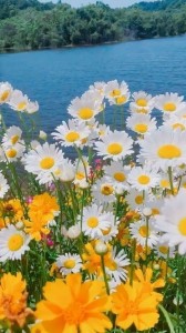 Create meme: Daisy flower, summer flowers, flowers summer