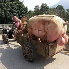 Create meme: pig on a motorcycle, boar, the trick