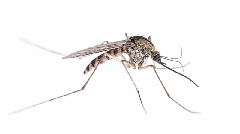 Создать мем: комар обыкновенный, комар на прозрачном фоне, комар