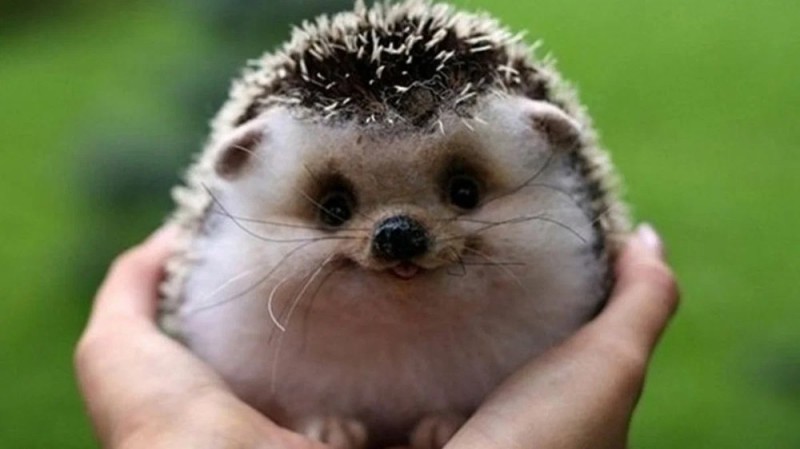 Create meme: cute hedgehog, hedgehogs are cute and funny, hedgehogs are cute