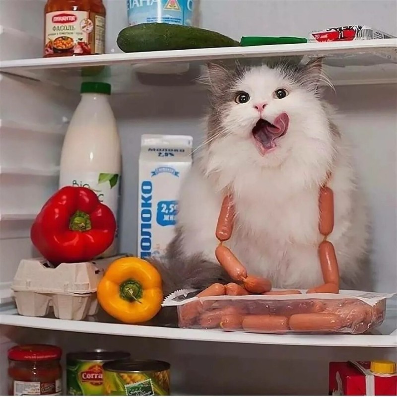 Create meme: the cat in the fridge, cat steals sausages from the refrigerator, cat 