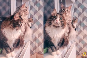 Create meme: Maine, cat, the cutest kitten in the world photo