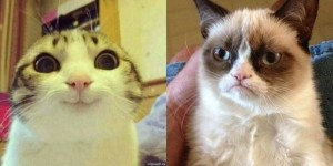 Create meme: cat, cat funny, grumpy cat