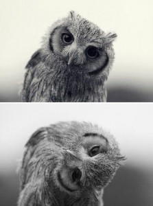 Create meme: owl owl, meme owl, funny owls