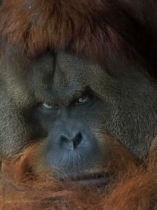 Создать мем: шимпанзе горилла орангутан, самка орангутана, орангутан