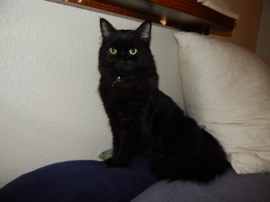 Создать мем: сибирский гладкошерстный кот черный, котик черный, кошка