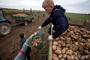 Create meme: potatoes, bulb, Klimovsky potato company official website