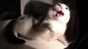 Создать мем: мегафон злой кот, домашние коты, жирный кот тихон