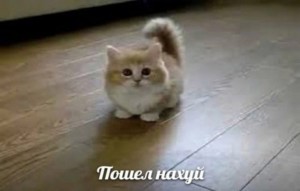 Создать мем: няшные котики, кот, самые няшные котики