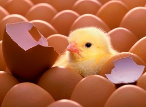 Create meme: chicken eggs, hatched chick, chicken
