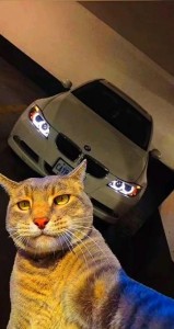 Создать мем: лупа, bmw m4, кот