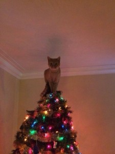 Создать мем: кошка, love cat, звезда на елку