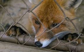 Create meme: the fox is wild, false chanterelle, Fox 