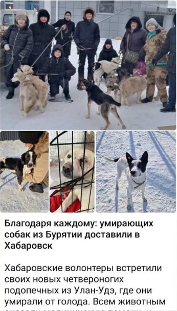 Create meme: stray dogs , stray dogs , rescue of Yakut dogs by volunteers