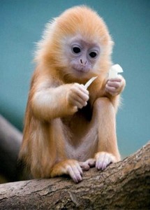 Create meme: beautiful monkey, monkeys, cute monkey