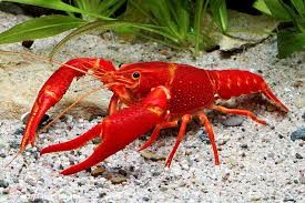 Create meme: red florida crab, california red crab, cancer is red