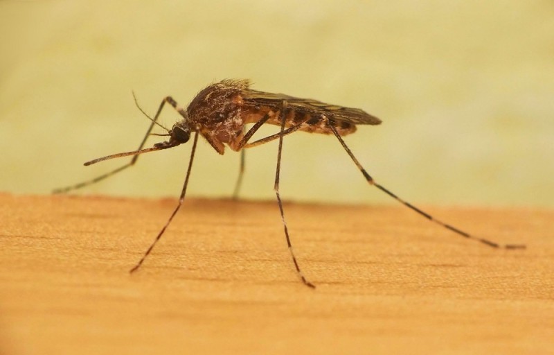 Создать мем: малярийный комар и обычный, комар обыкновенный, обычный комар и малярийный комар