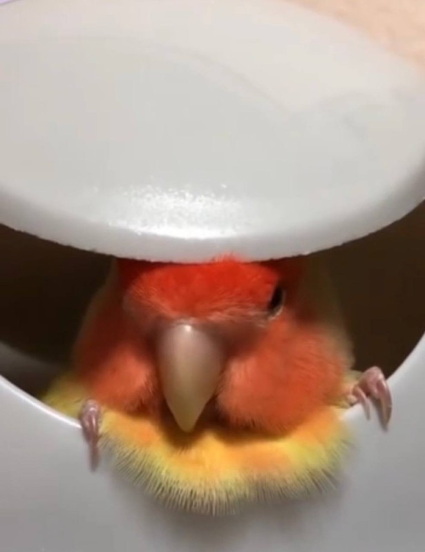 Create meme: parrot canary, Corella parrot, lovebirds orange