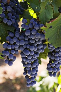 Создать мем: крымский виноград, виноград ягода, винный виноград