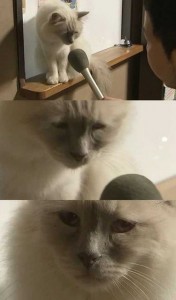 Create meme: sad cat meme 2018, the mother can not then all is well, cat meme