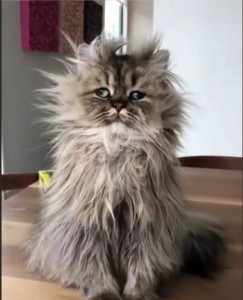 Создать мем: персидский котик, персидская кошка, лохматый кот