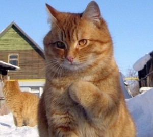 Create meme: animals cats, animals cats, brazen red cat