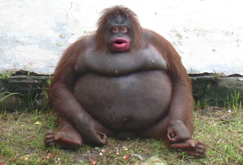 Создать мем: толстые обезьяны, жирная обезьяна, стинки обезьяна