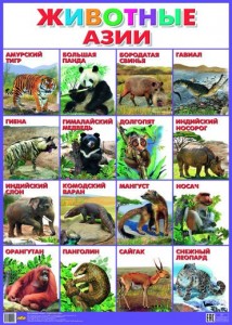 Создать мем: животный мир азии для детей, плакат животные, животные азии