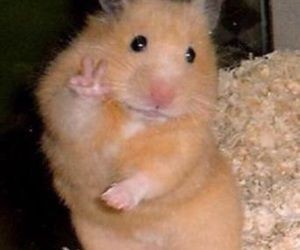 Create meme: hamster with two fingers, hamsters, hamster cute